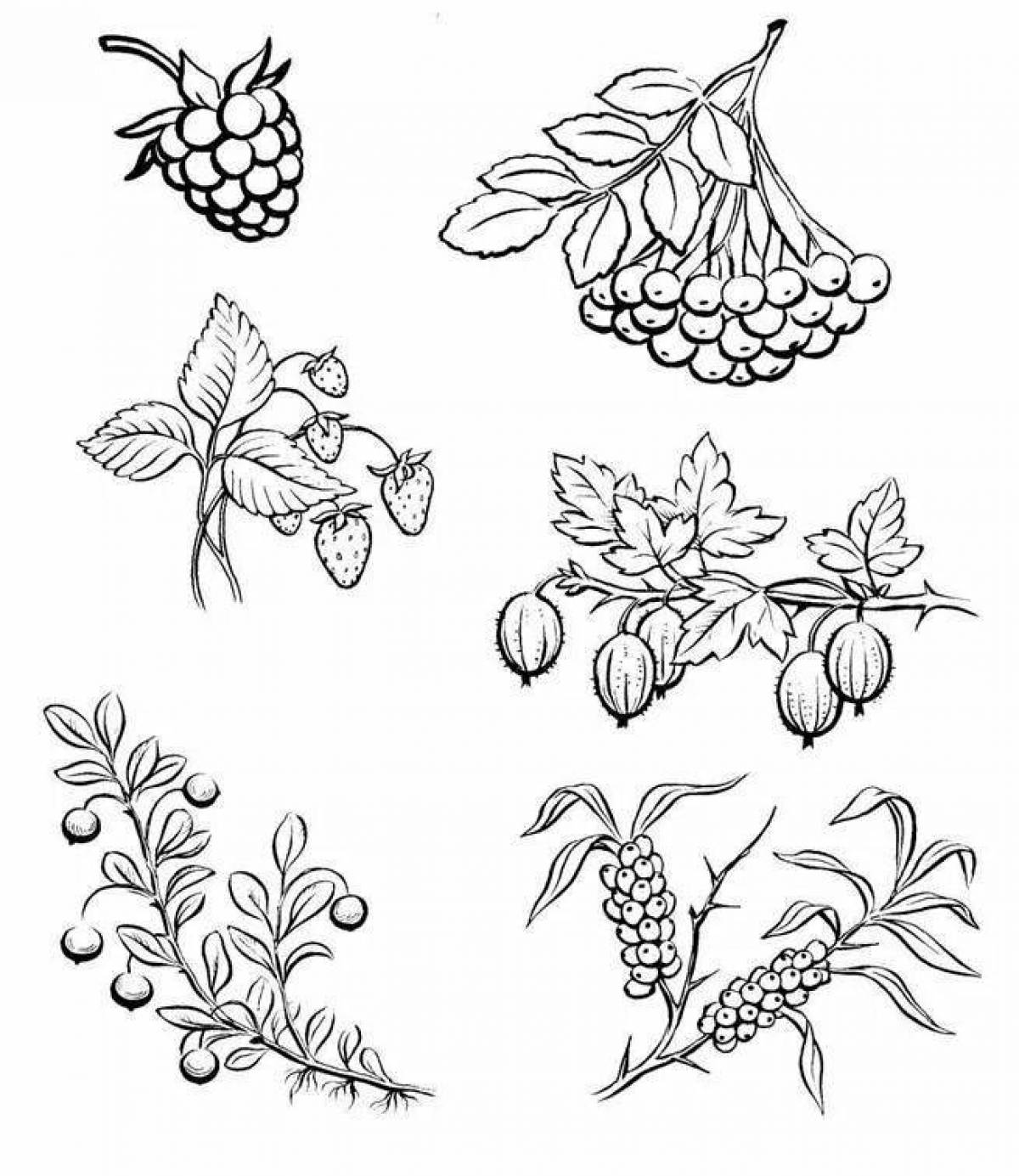 Berry coloring pages for kids