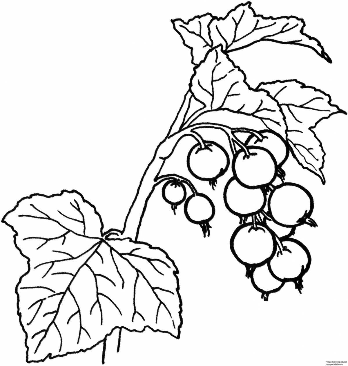 Berry coloring pages for kids