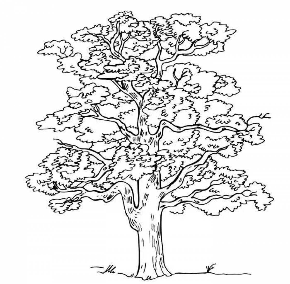Coloring elegant oak tree for kids