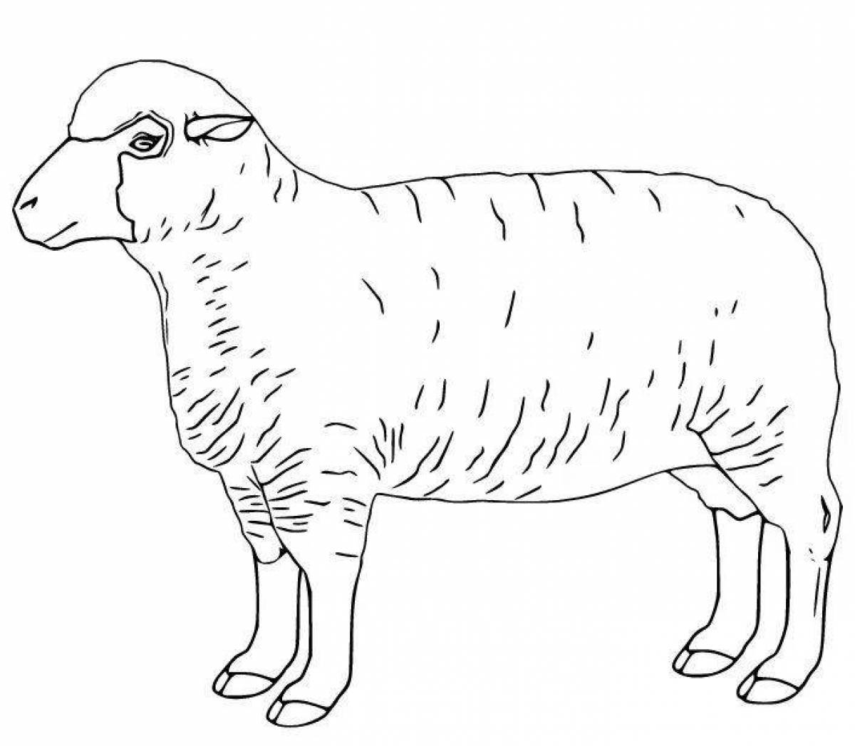 Lamb wool coloring book