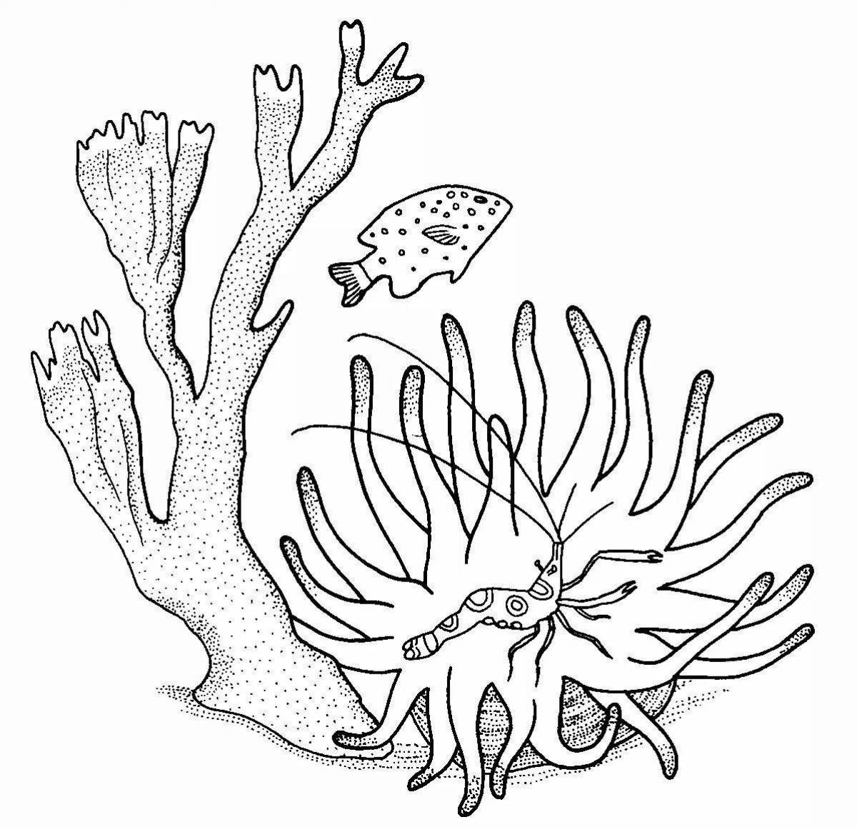 Сложные водоросли. Морские водоросли раскраска. Морские растения. Морские водоросли раскраска для детей. Кораллы карандашом.