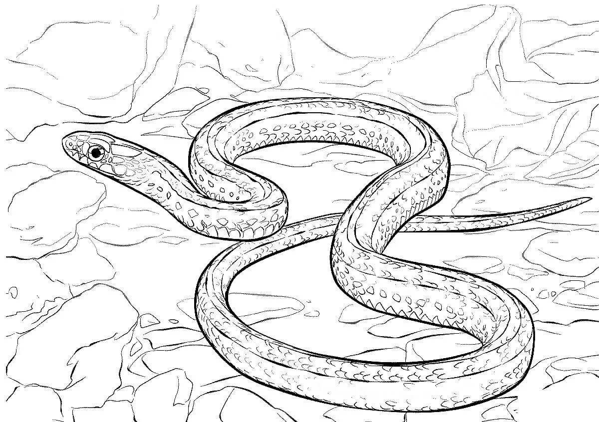 Coloring page bewitching viper