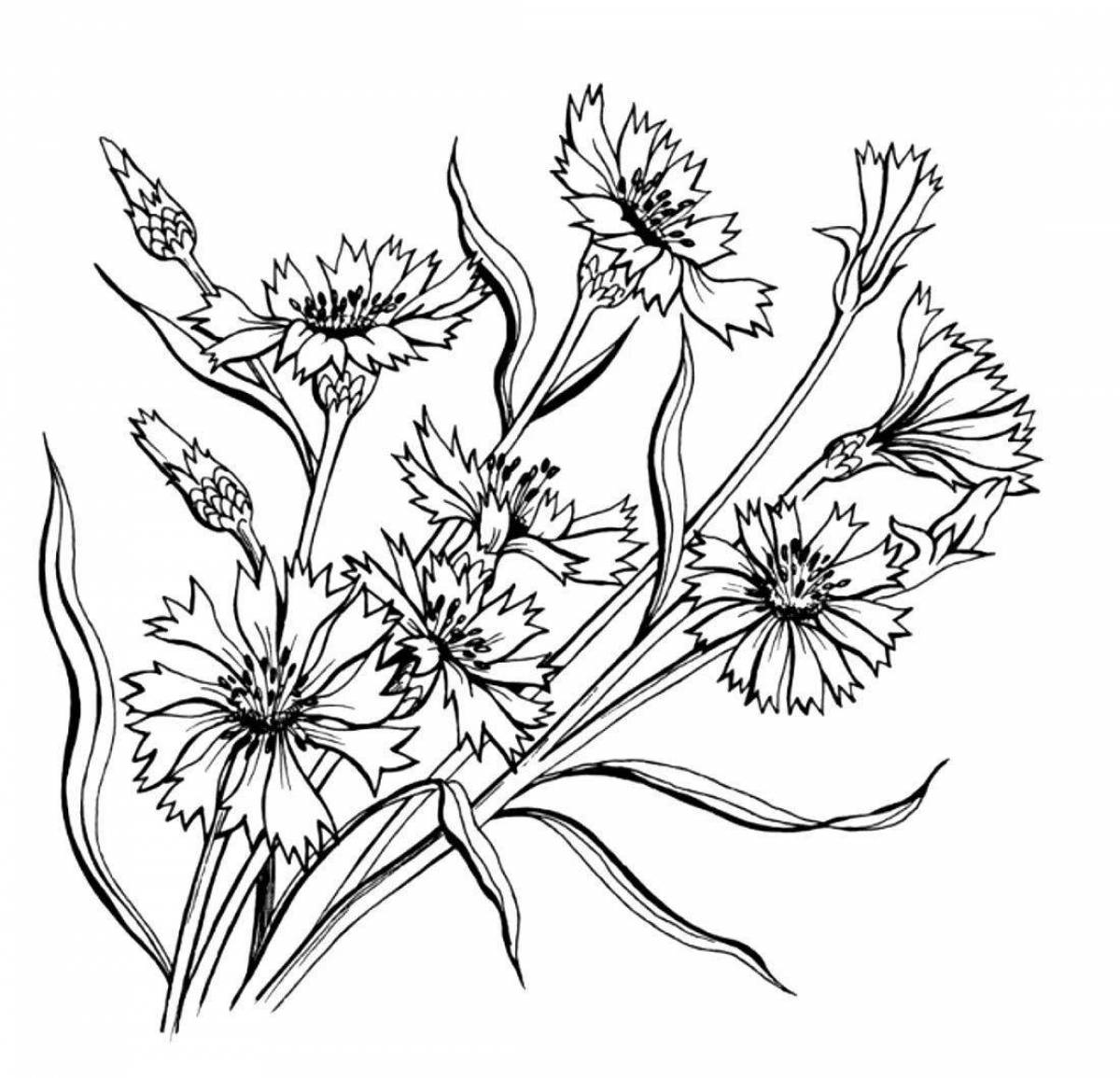 Фото Раскраска безмятежный полевой цветок
