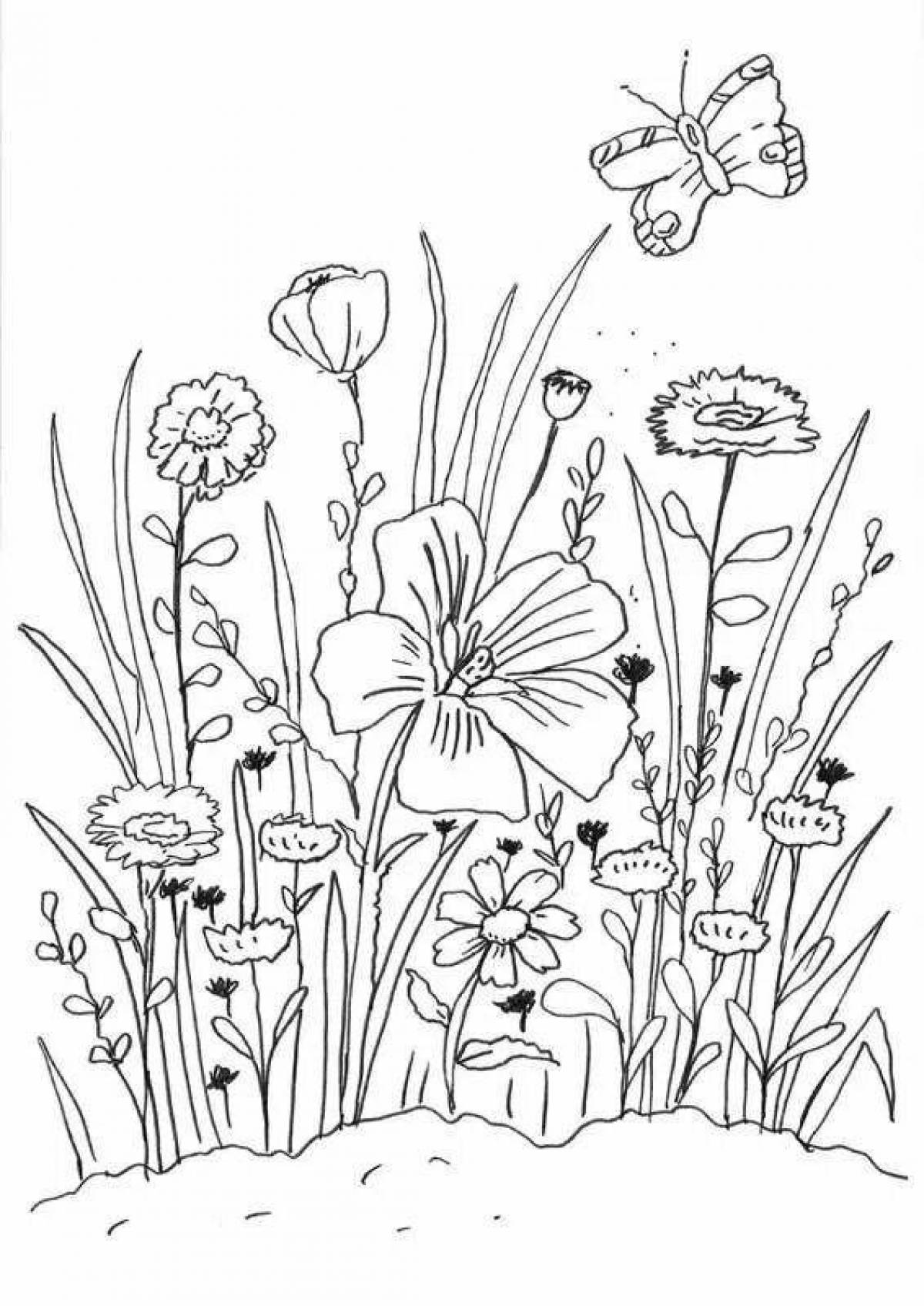 Фото Раскраска возвышенный полевой цветок