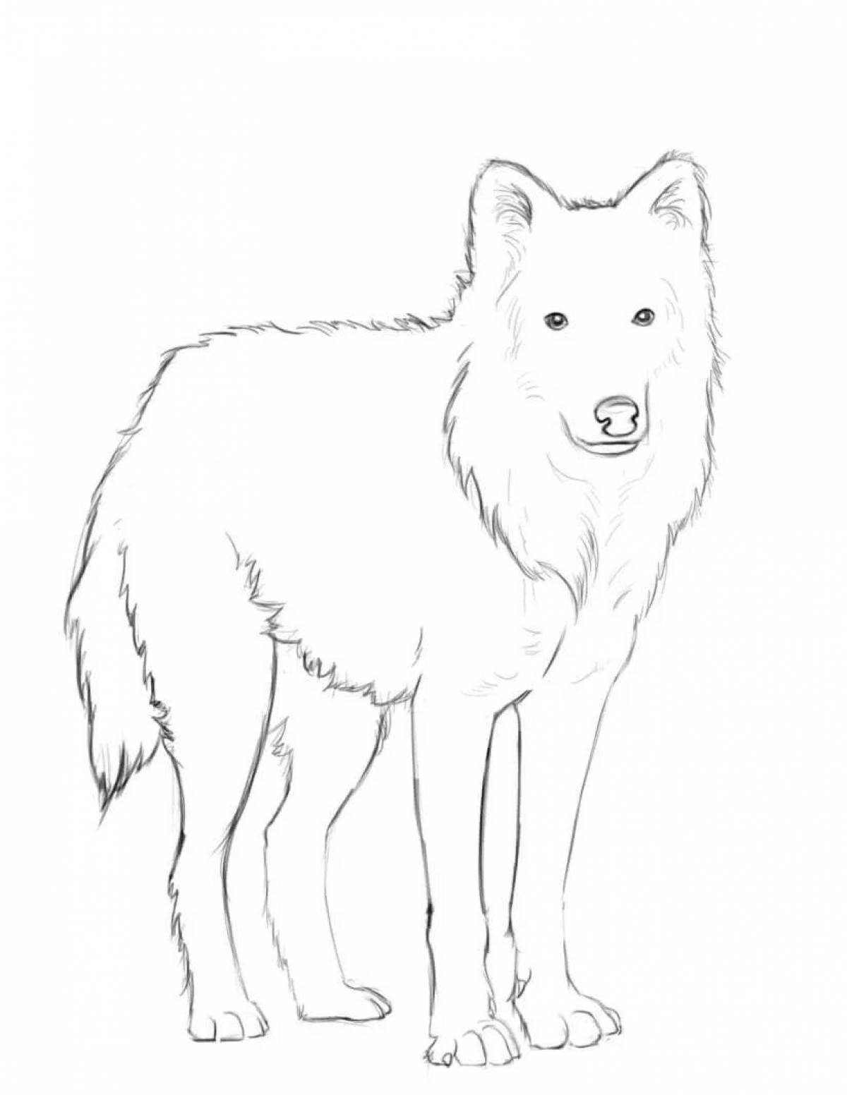 Раскраска благородный полярный волк