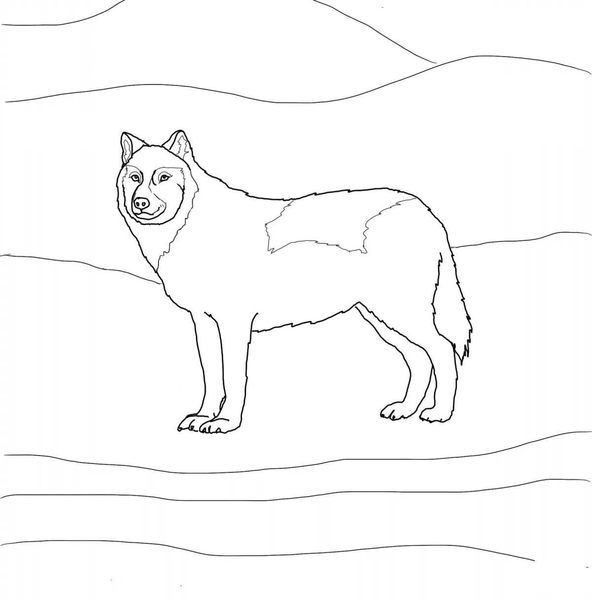 Волк полярный #6