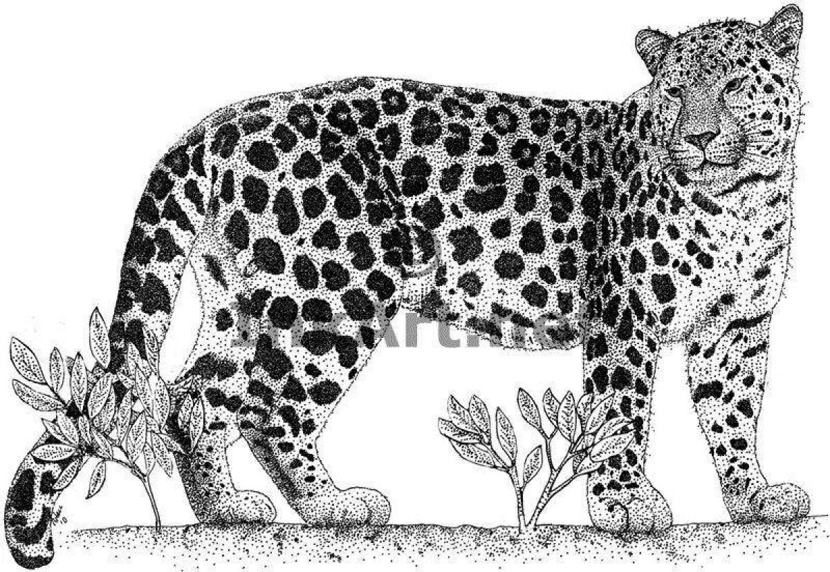 Переднеазиатский леопард карандашом