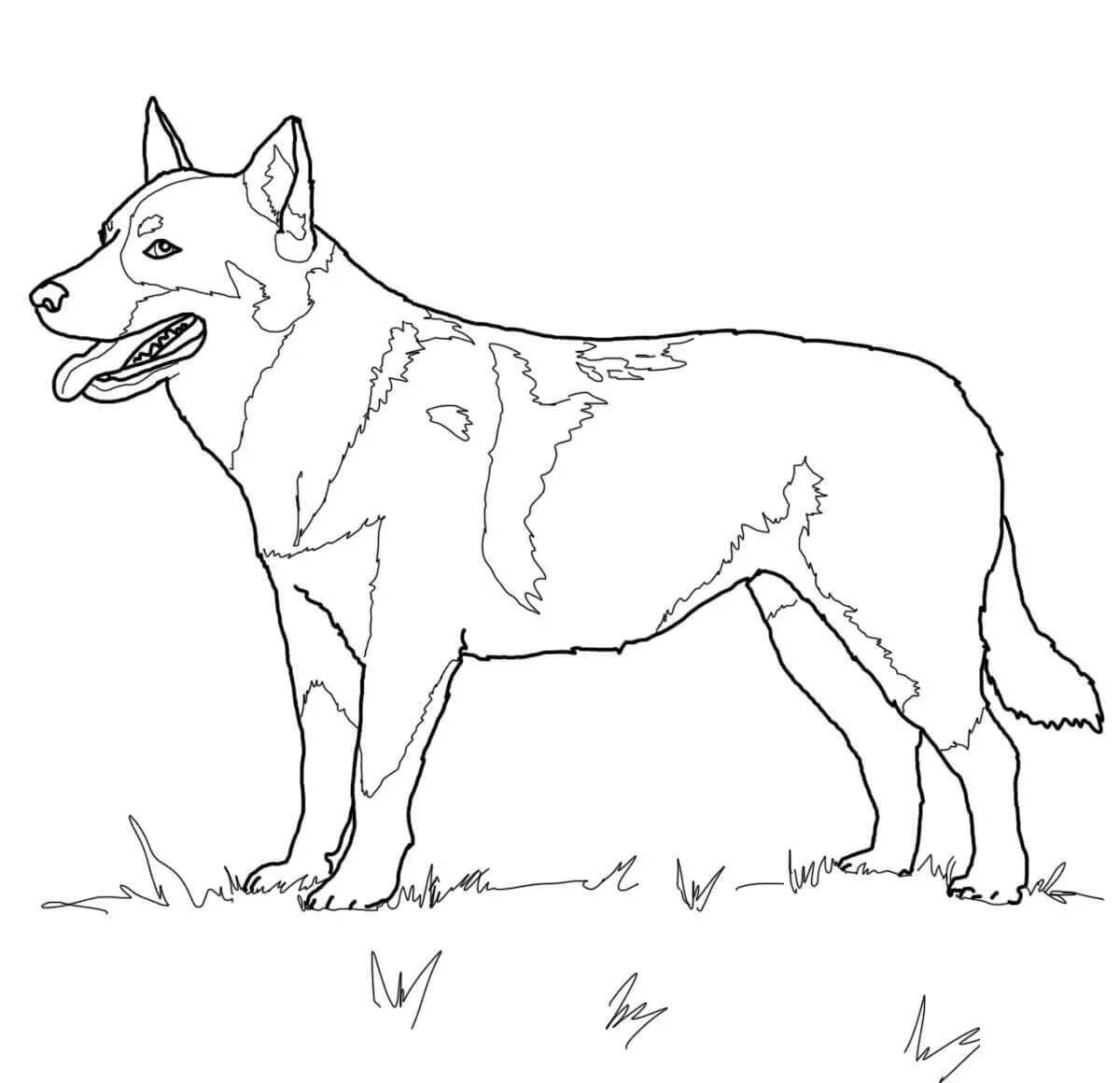 Agile coloring page dog shepherd