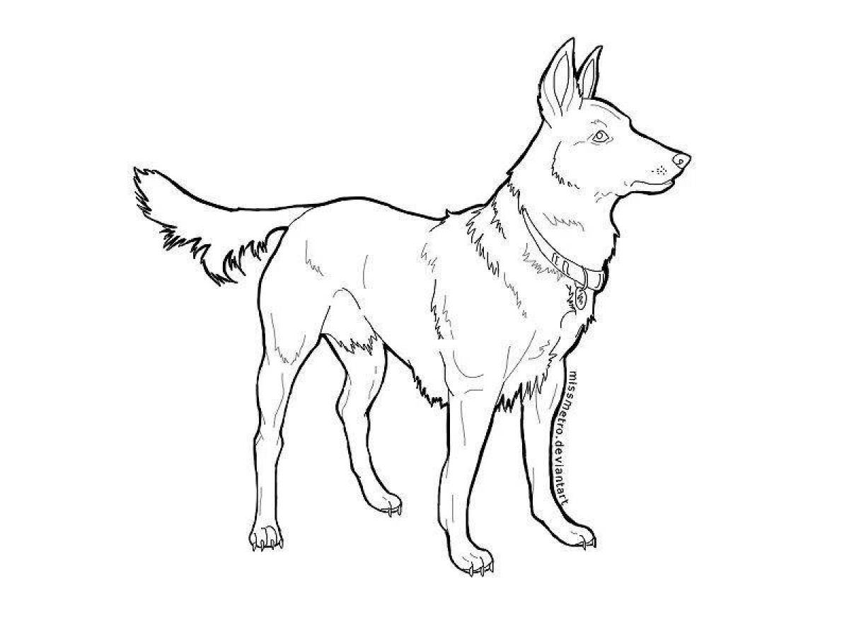 Shepherd dog #5
