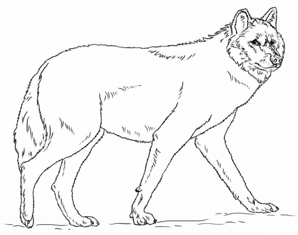 Majestic gray wolf coloring page