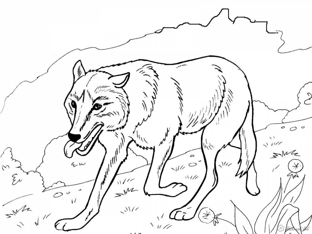 Раскраска царственный белый волк