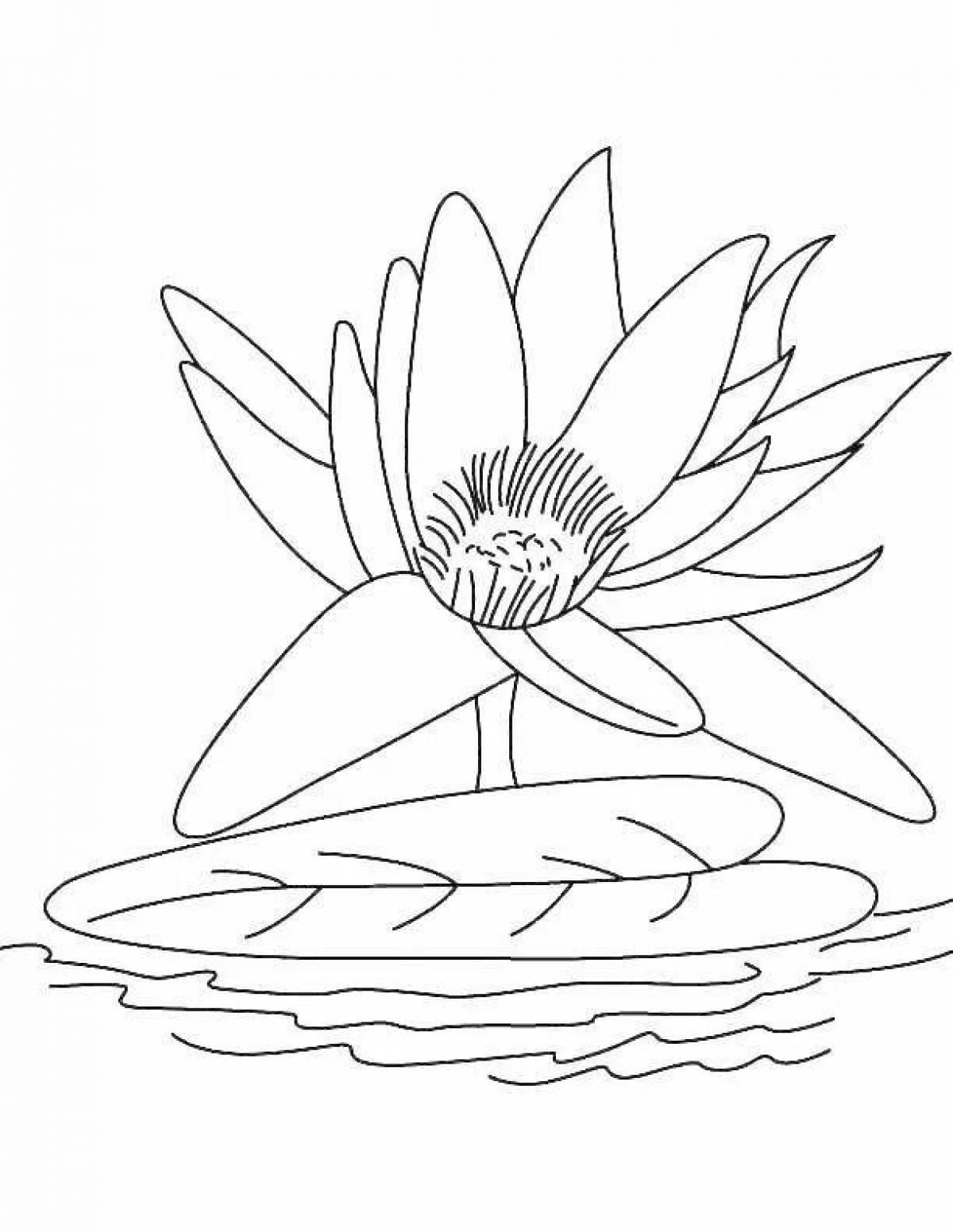 Gorgeous white water lily coloring book