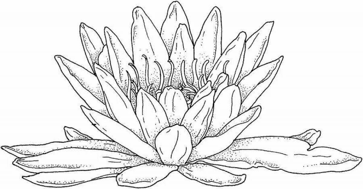Coloring exquisite white water lily