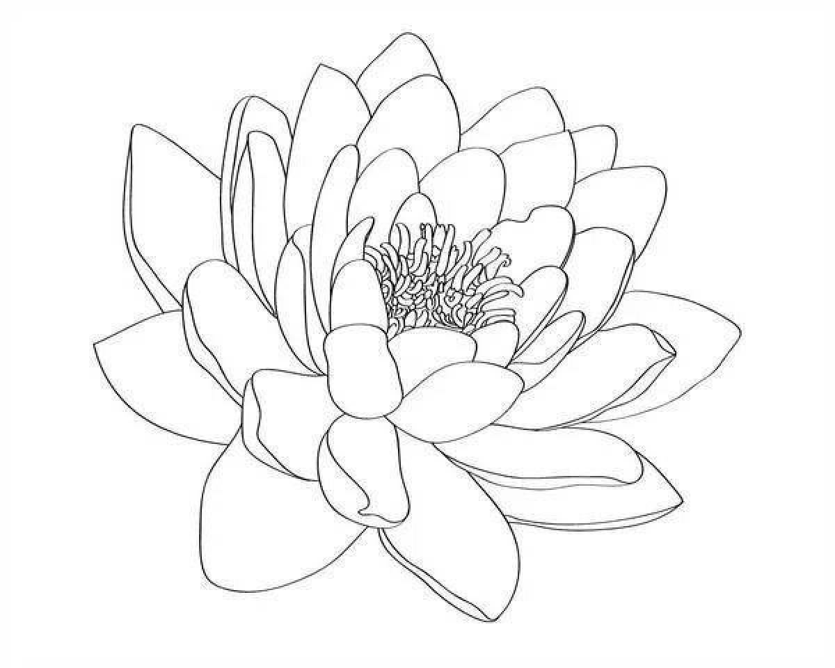 Adorable white water lily coloring page