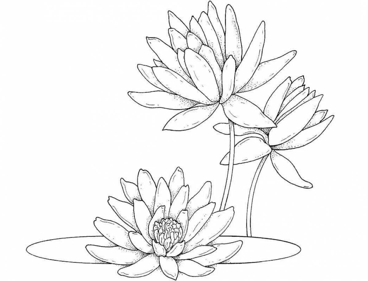 Amazing white water lily coloring book