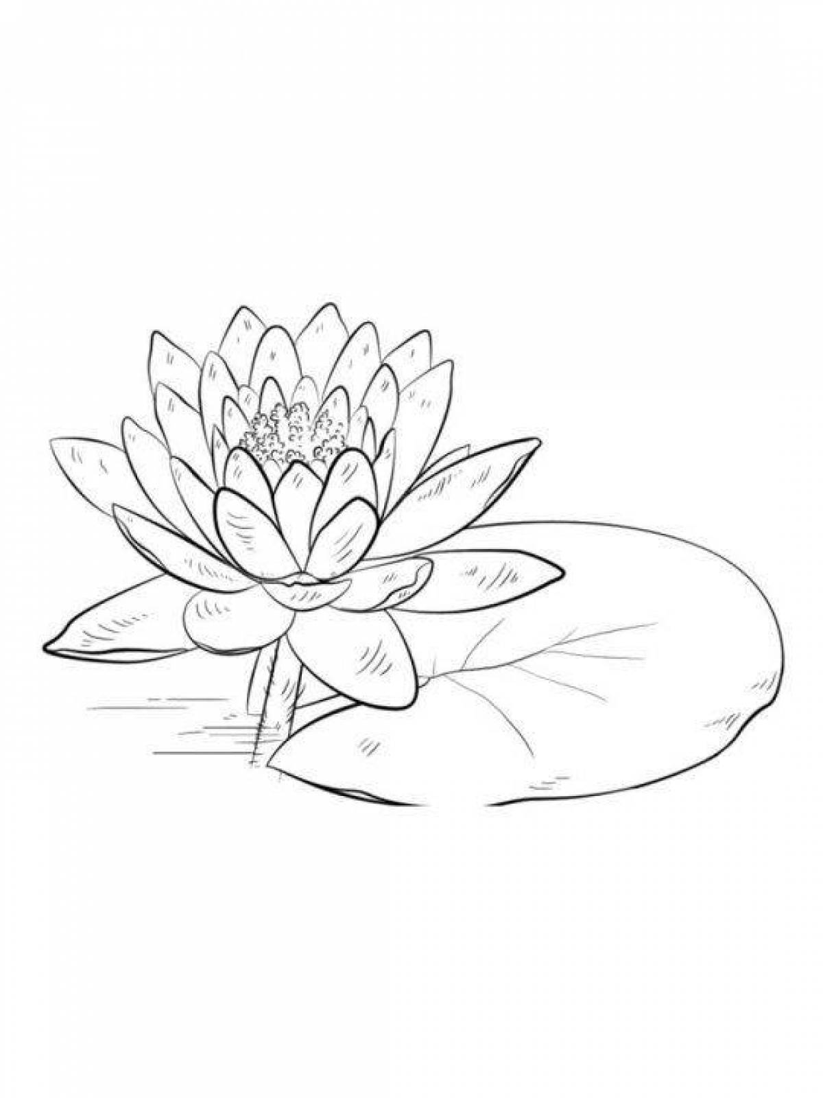Coloring bright white water lily