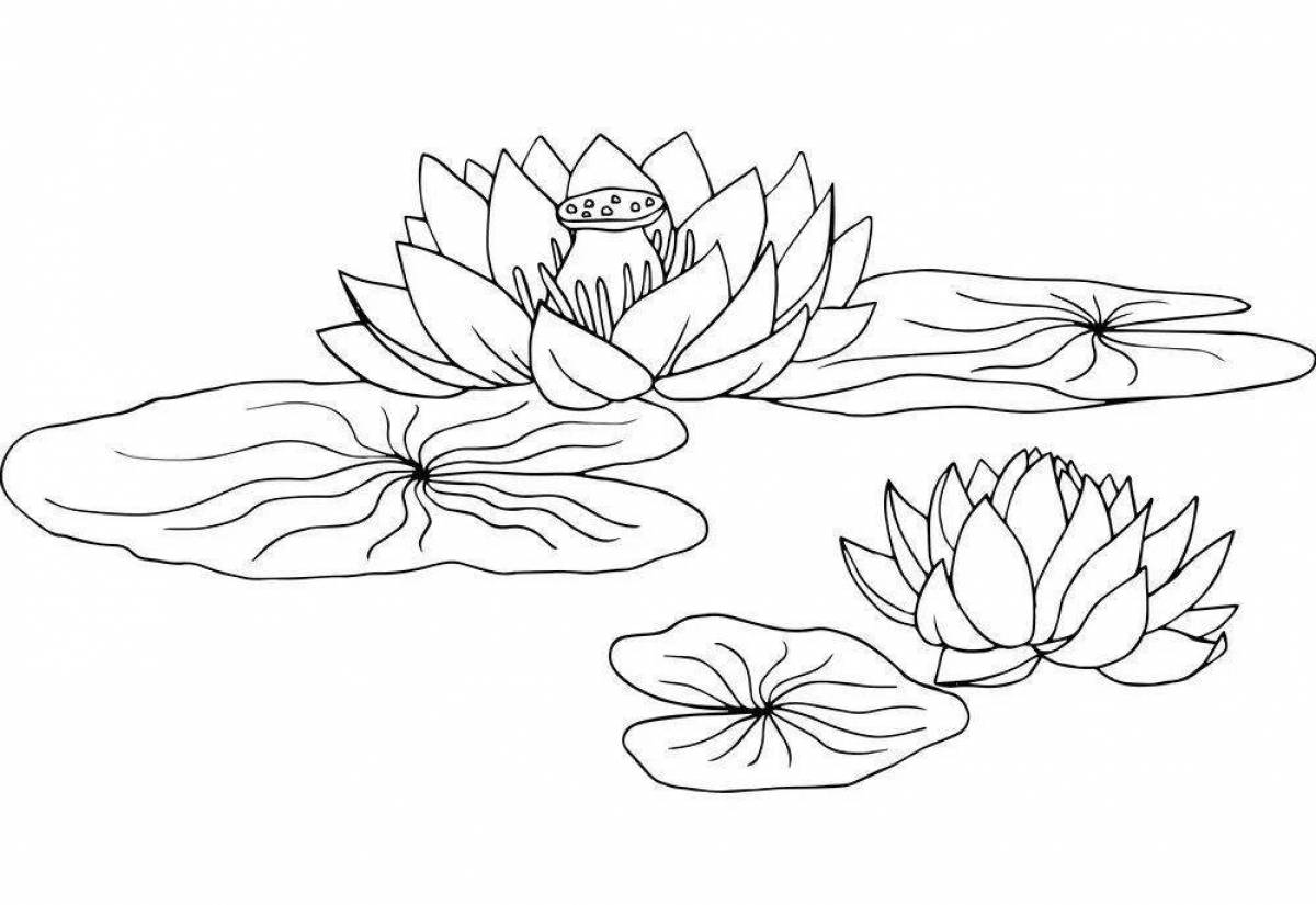 Flawless white water lily coloring