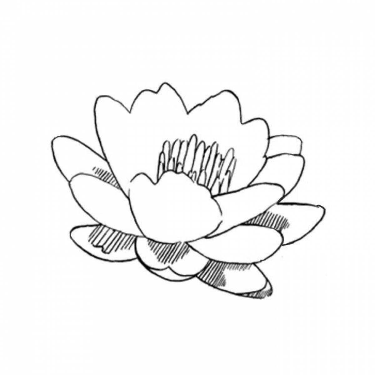 Flawless white water lily coloring