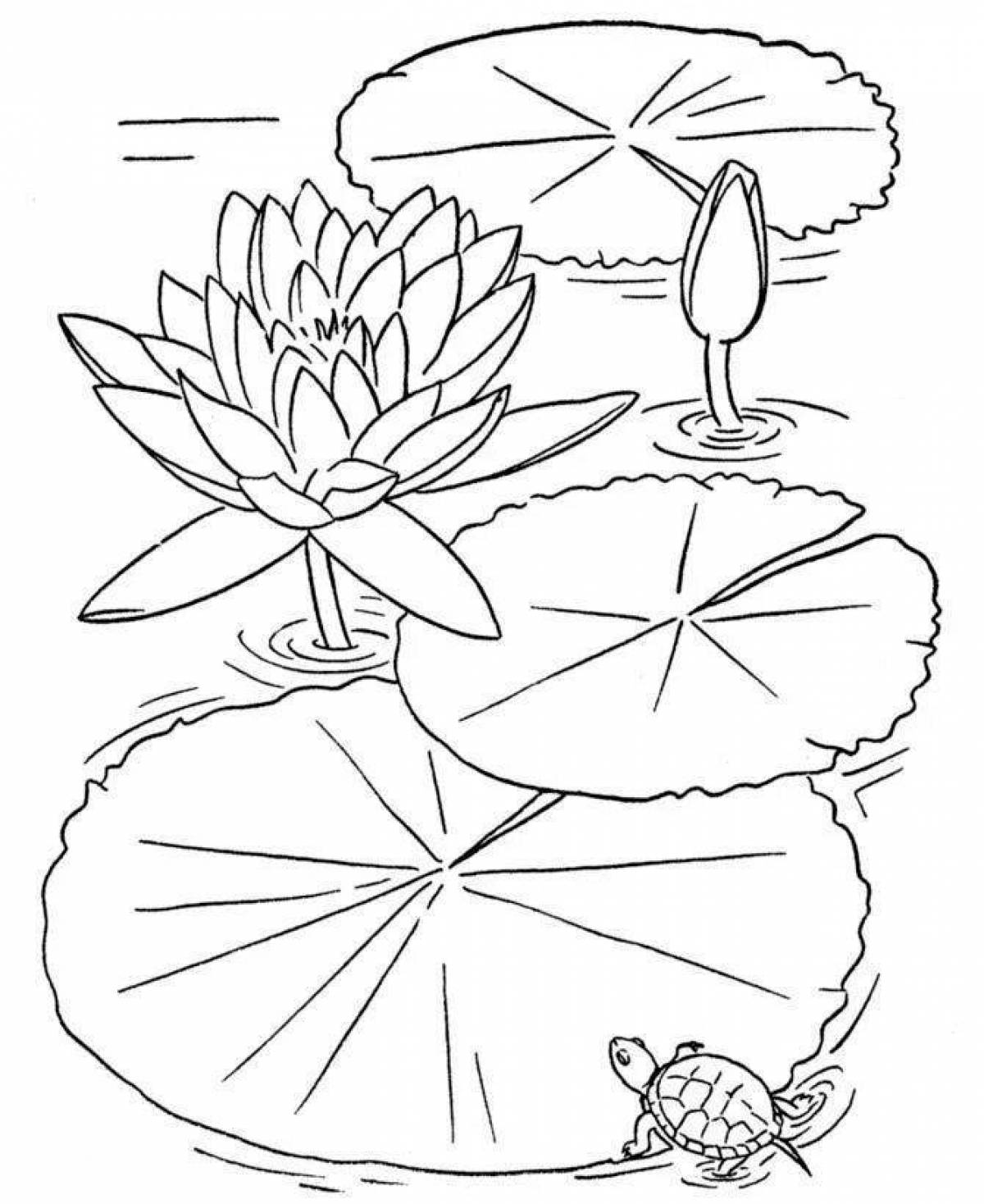 Joyful white water lily coloring book