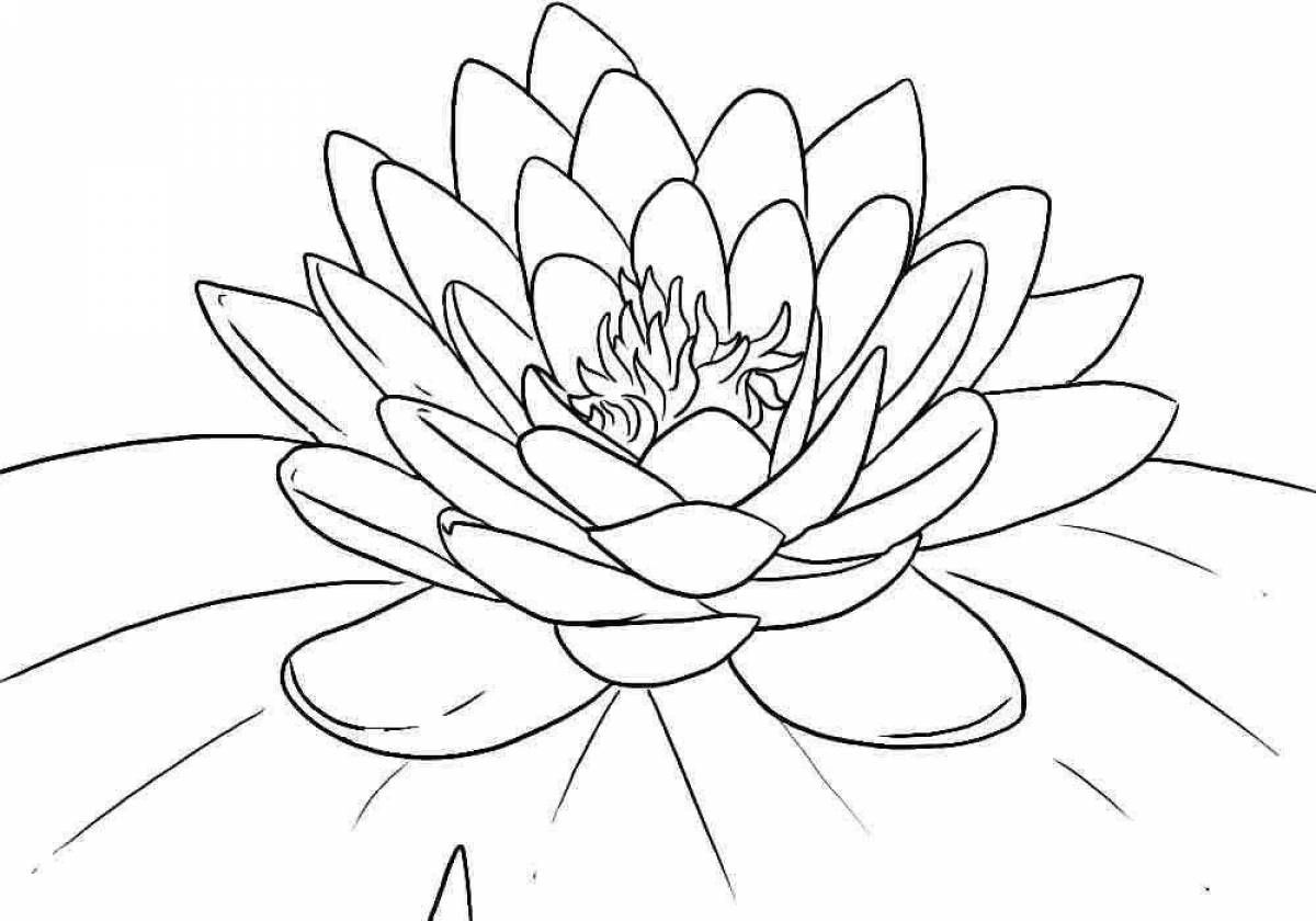 Live white water lily coloring