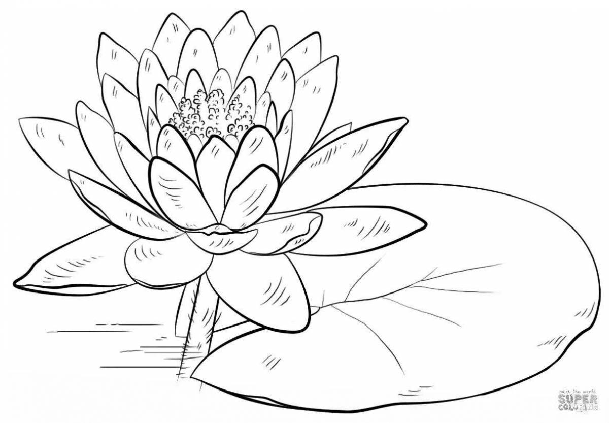 White water lily #2
