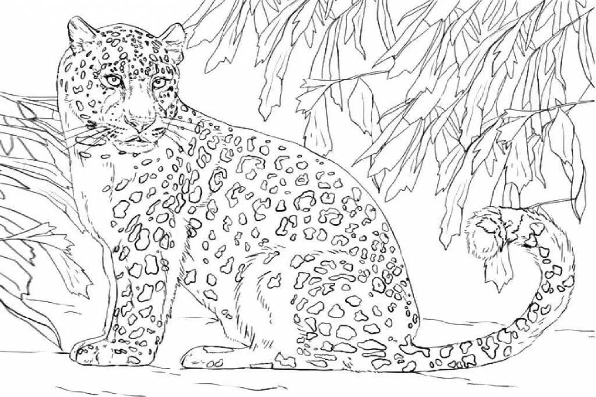 Раскраска величественный дальневосточный леопард