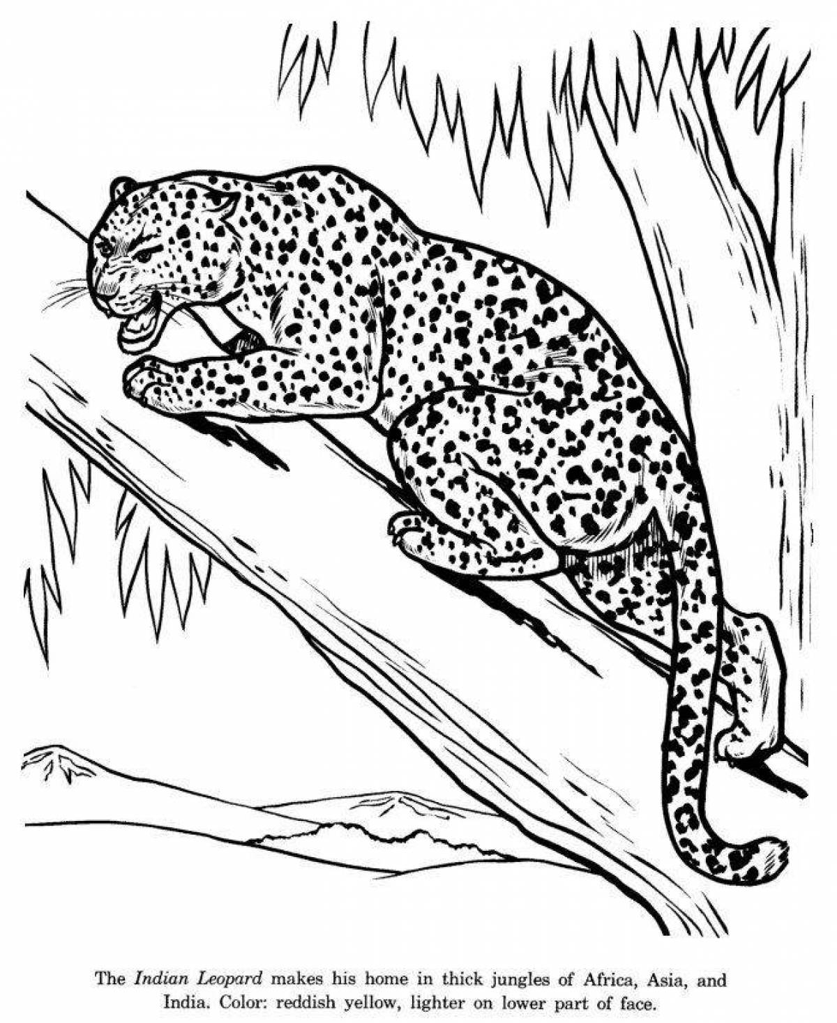 Coloring page captivating Far Eastern leopard