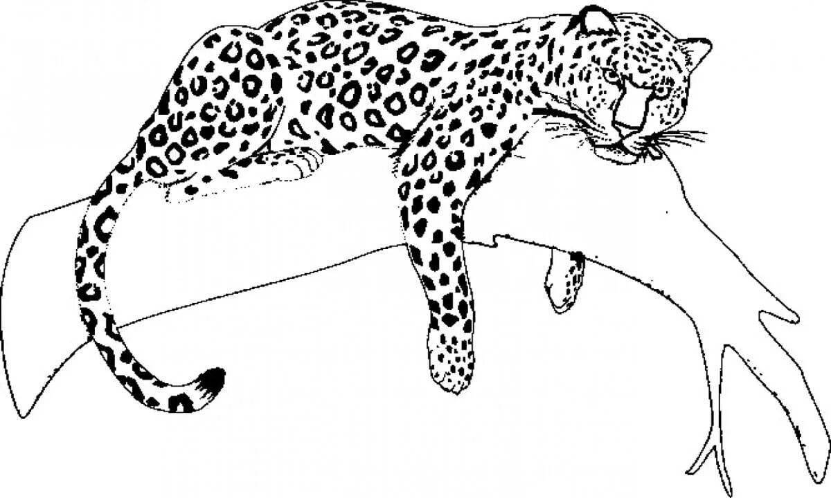 Coloring book sharp Far Eastern leopard