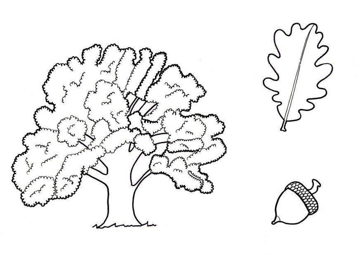 Картинка дуб раскраска