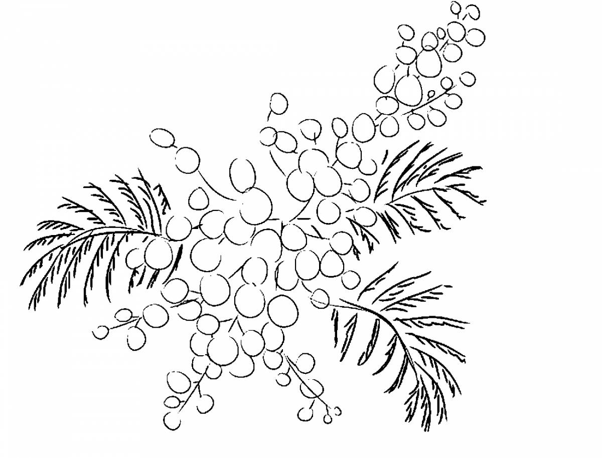 Трафарет мимозы. Мимоза раскраска. Мимоза раскраска для детей. Ветка мимозы раскраска. Веточка мимозы раскраска для малышей.