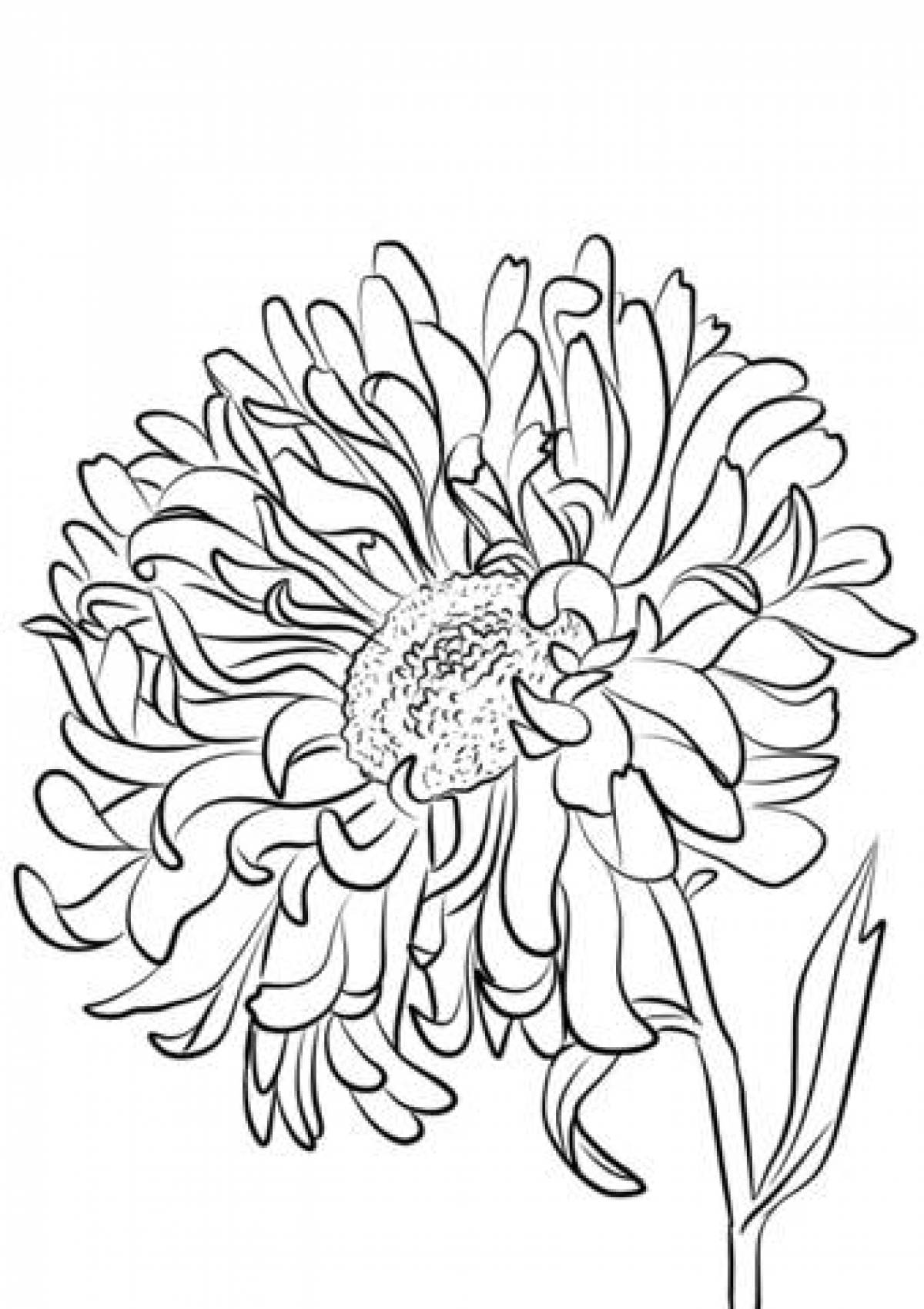 Шаблон хризантемы