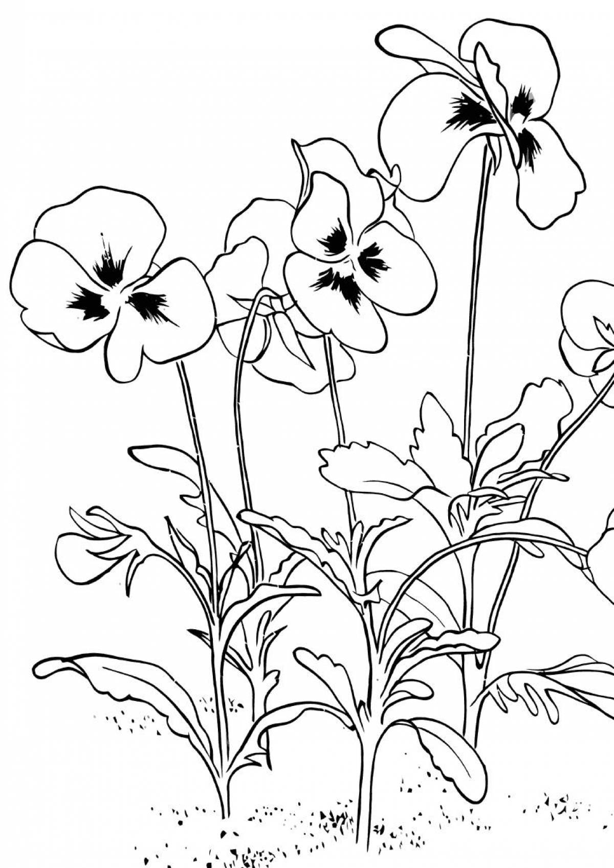 Pansies in the flowerbed