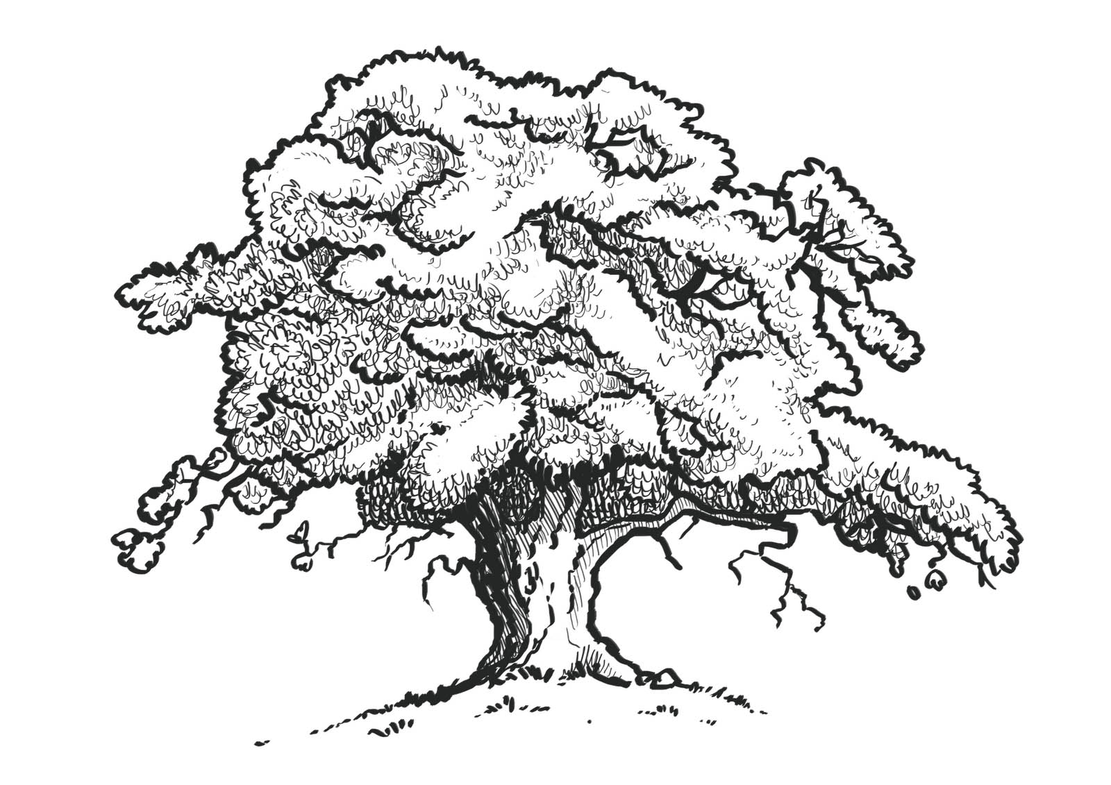 Sprawling oak