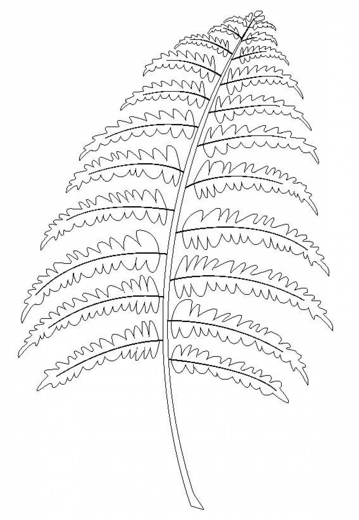 Picture fern