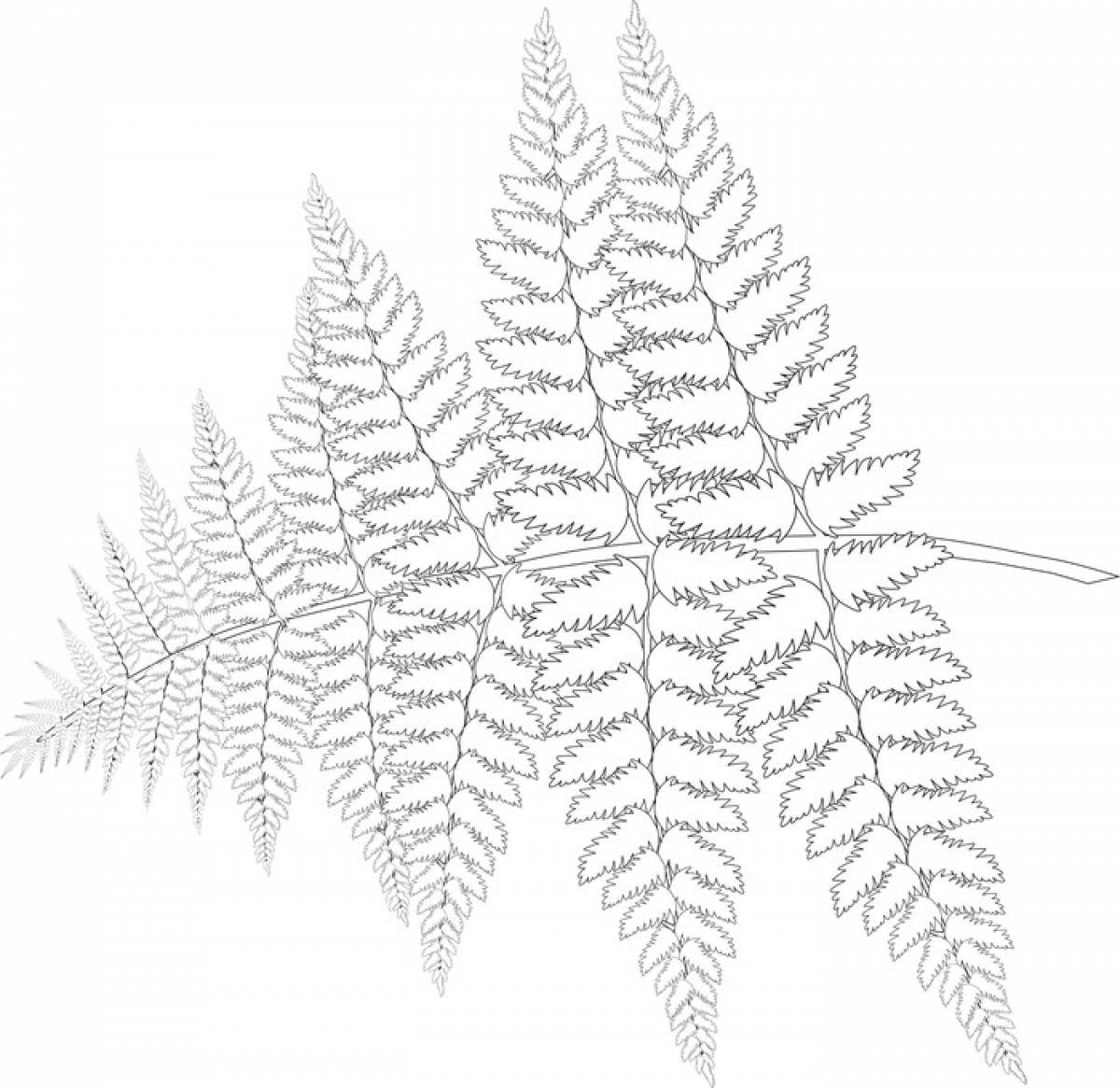 Fern coloring page