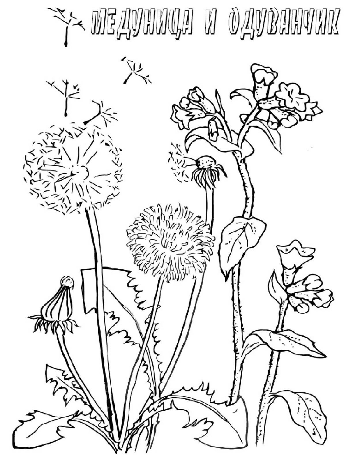 Картинка лекарственные растения