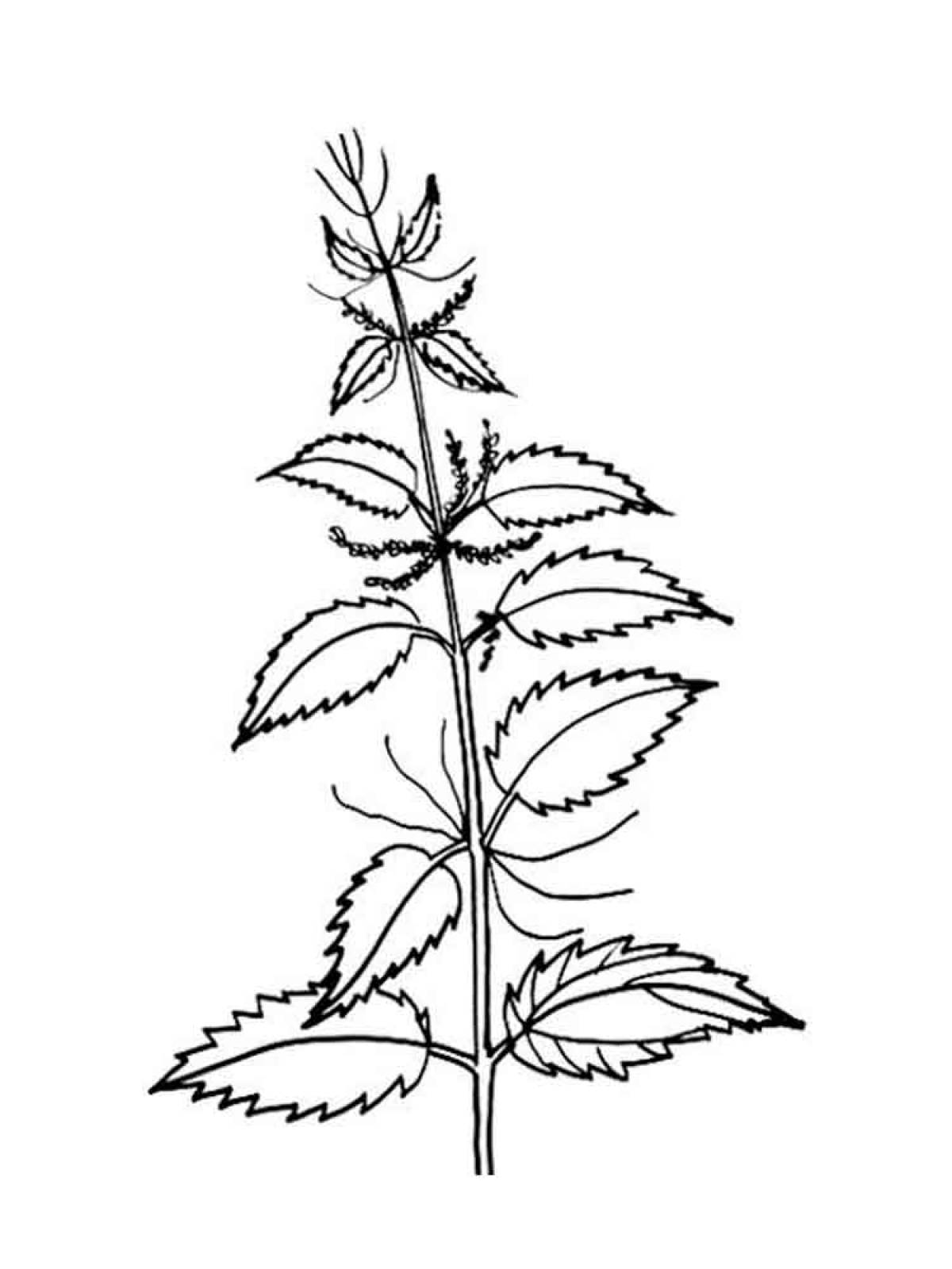 Nettle coloring page