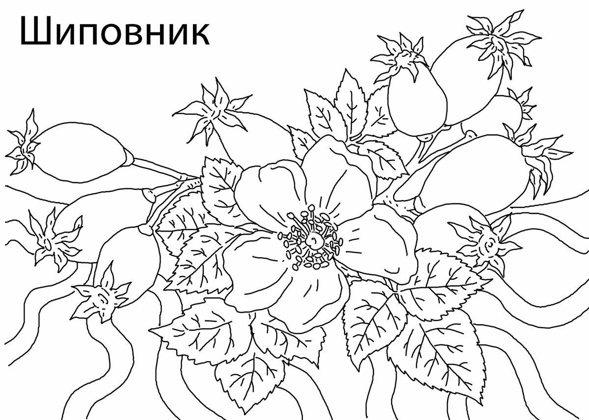 Rosehip coloring page