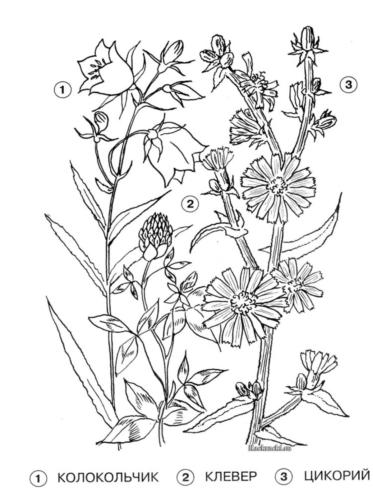 Medicinal plants coloring page