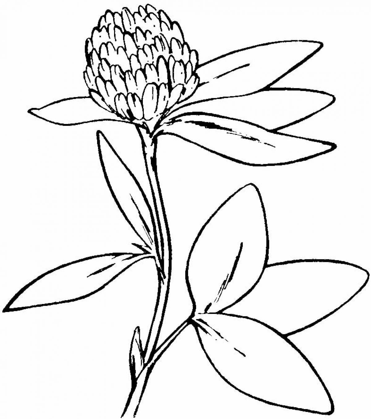 Clover coloring page