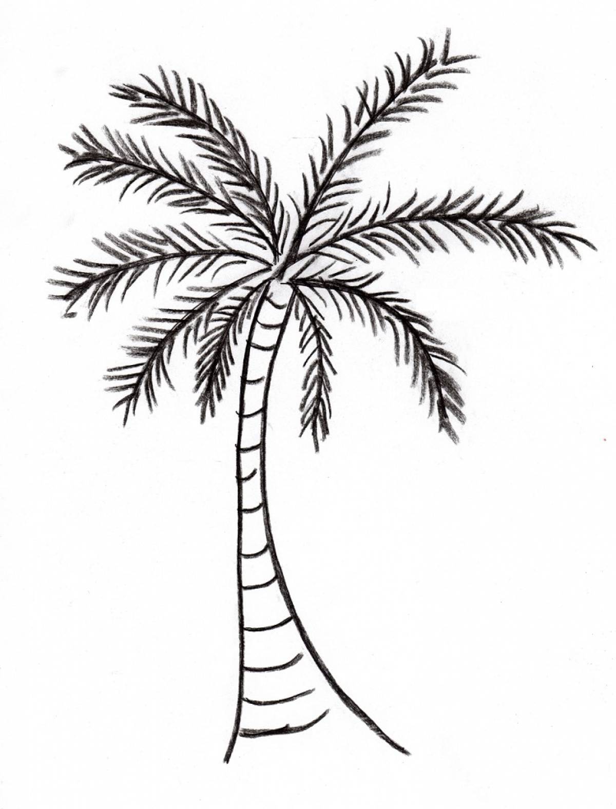 Финиковая Пальма рисунок