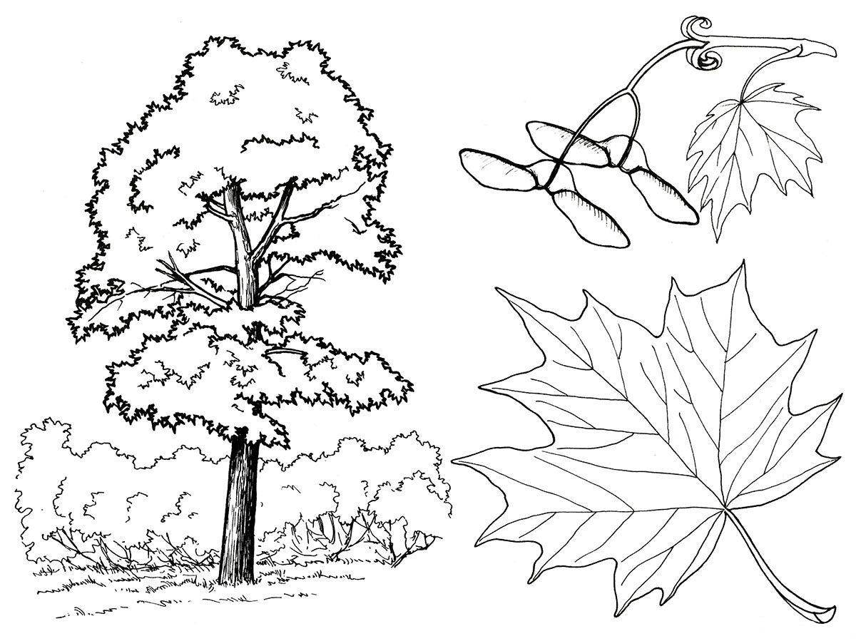 Maple coloring page