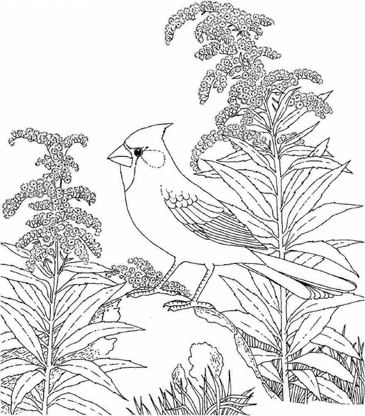 Рисунок птицы для раскрашивания