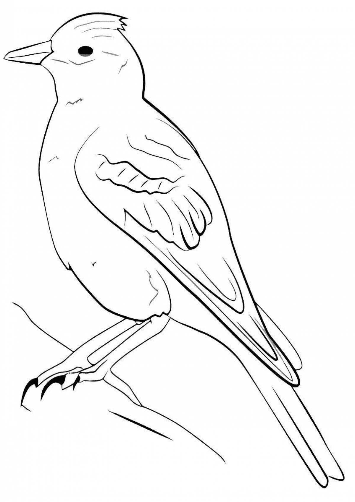 Раскраска птицы Жаворонок