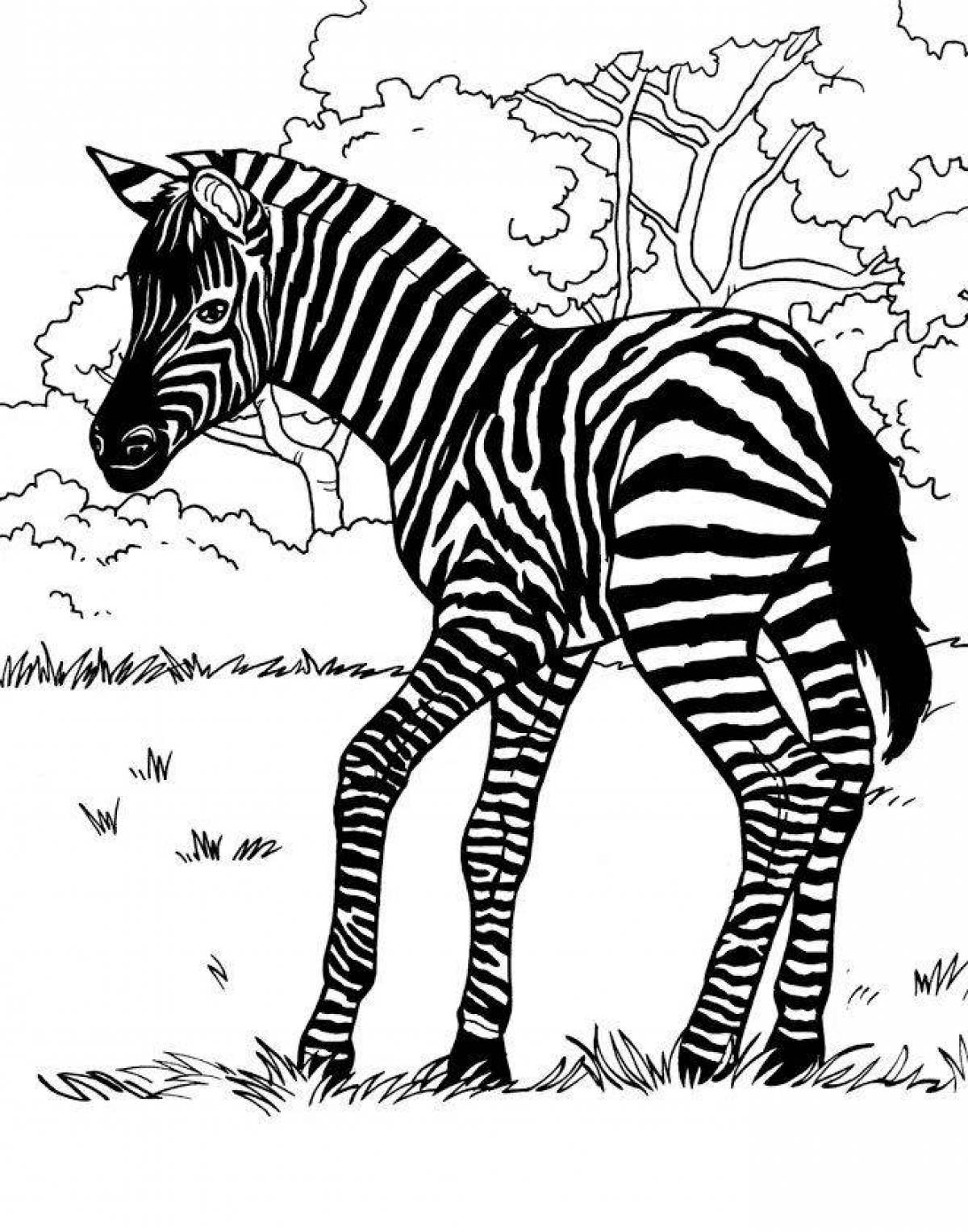 A striking checkered zebra