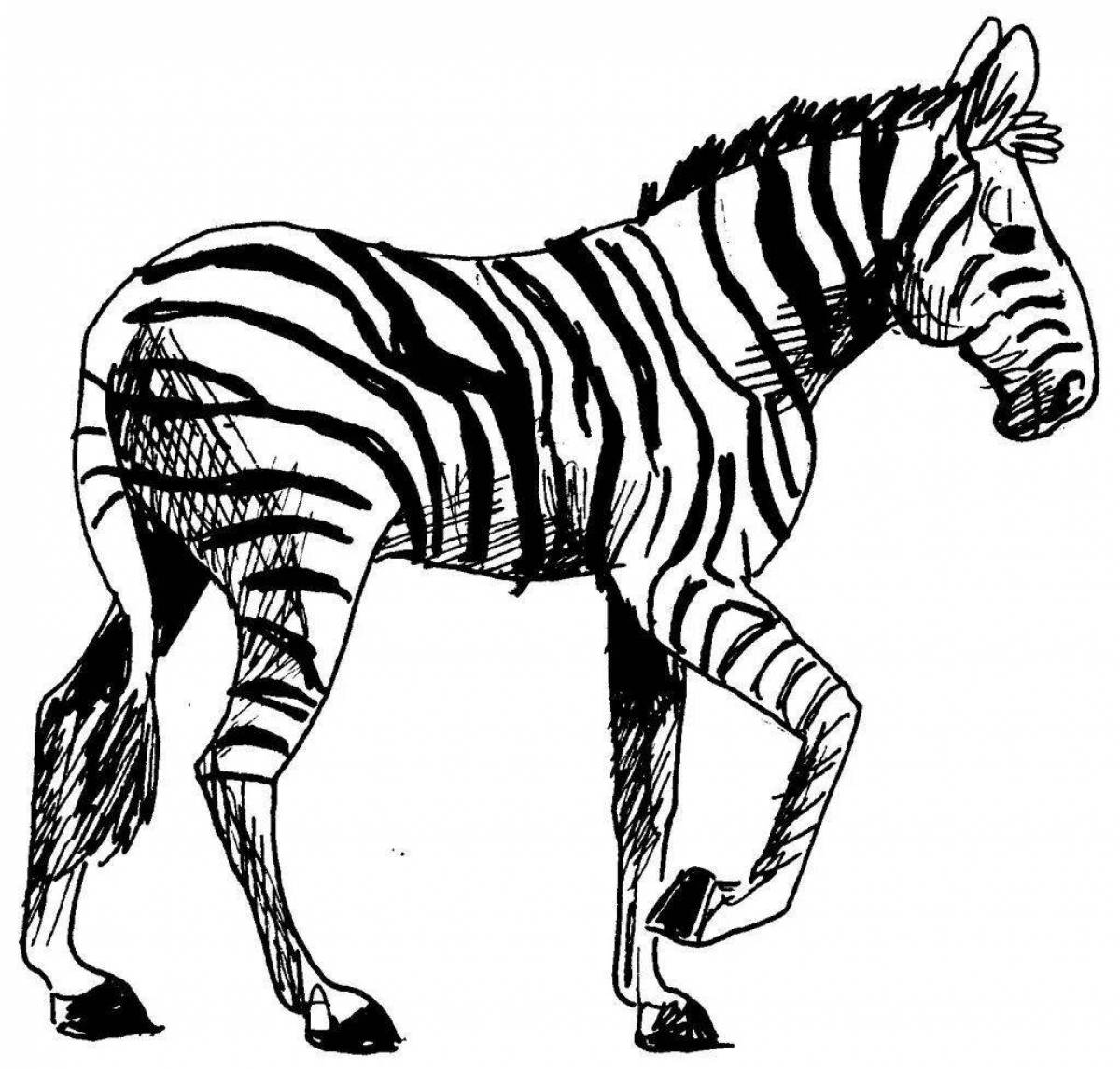 Live checkered zebra
