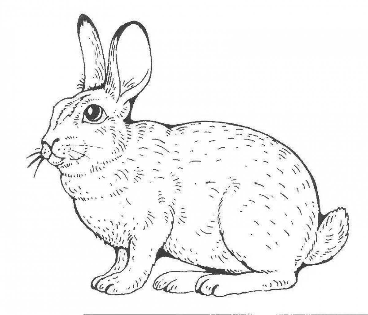 Fun coloring drawing of a hare for children