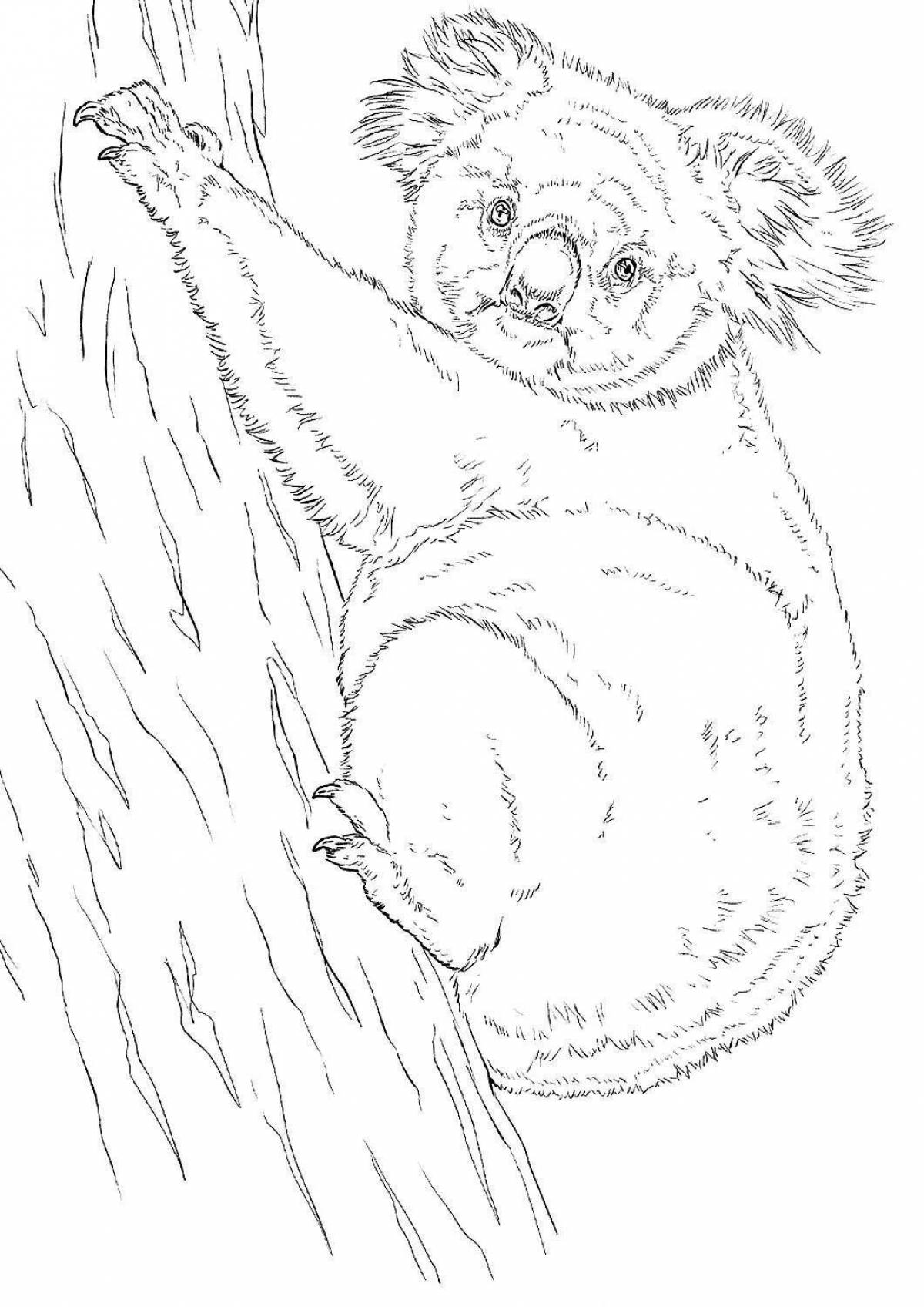 Violent kuala coloring page