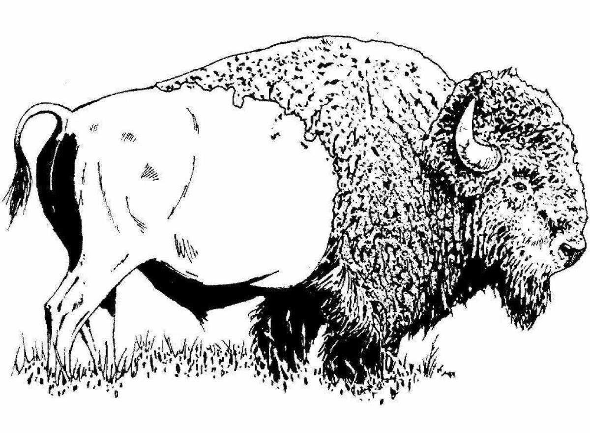 Fun bison coloring book for kids