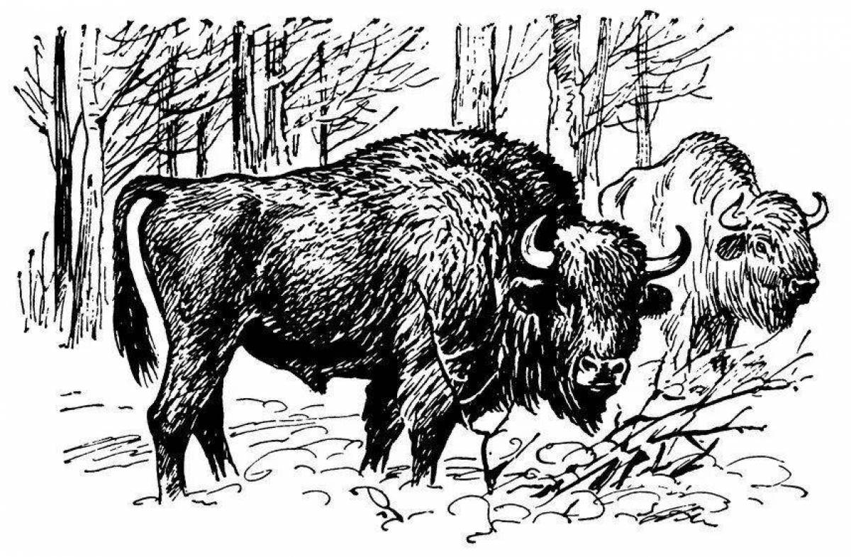 Sweet bison coloring book for kids